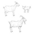 Vector Set of Sketch Goats