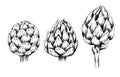 Vector set of sketch hand drawn artichokes isolated from background. Collection of monochrome drawing head of cabbage healthy