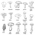 Vector set of sketch illustration - mushrooms