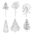 Vector Set of Sketch Pine Trees