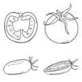 Vector Set of Sketch Tomato