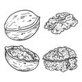 Vector Set of Sketch Walnuts