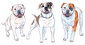 Set of dogs American Bulldog breed