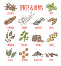 Vector set of spices and herbs illustrations Royalty Free Stock Photo