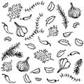 Vector Set of Spices and Vegetables. Red Onion, Garlic Clove, Parsley, Thyme, Rosemary, Hot Chile, Mint