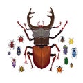 Vector set with stag beetle and small colorful bugs. Cartoon handdraw illustration Royalty Free Stock Photo