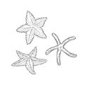 Vector set starfish. Three types sea star monochrome black outline sketch illustration isolated on white background for