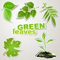 Vector set sticker: green leaves Royalty Free Stock Photo