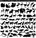 set of 70 stylized silhouettes of animal birds and fish