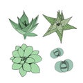 Vector set of succulents. Hand drawn botanical art isolated