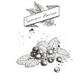 Vector set of summer harvest. Decorated with banner, and blots. Blueberry or cranberry or blackberry and mint leaves.