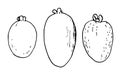 Vector set of three ACCA sellowiana. Exotic fruit as a whole. A sketch of a tropical fruit is isolated on a white background.