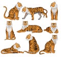 Vector set of tiger in different poses. Large wild cat with orange fur and black stripes. Powerful predatory animal