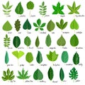 Vector set of tree leaves