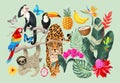 Vector set of tropical flora and fauna. Royalty Free Stock Photo