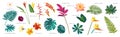 Vector set of tropical leaves and flowers with names isolated on white background. Monstera, strelitzia, heliconia, hibiscus, Royalty Free Stock Photo