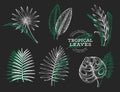 Vector set of tropical leaves. Hand drawn tropical summer exotic leaves. Jungle leaves, chamaerops, chalatea, strelitzia, Royalty Free Stock Photo