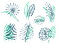 Vector set of tropical leaves. Hand drawn tropical summer exotic leaves. Jungle leaves, chamaerops, chalatea, strelitzia, Royalty Free Stock Photo