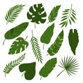 Vector set of tropical leaves isolated on white background. Collection of exotic plants vector illustration with Royalty Free Stock Photo