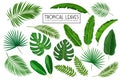Set tropical leaves Royalty Free Stock Photo