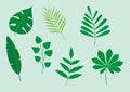 Vector Set of Tropical Leaves, Leaf Vector Illustration