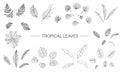 Vector set of tropical plant leaves