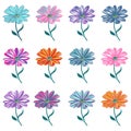 vector set of twelve stylized osteospermum flowers in multicolored colors