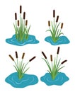 Vector set of typhaceae marsh herb