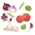 Vector set of vegetables: garlic, tomatoes and onions