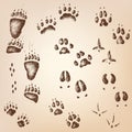 Vector set of walking wild wood animal and bird tracks Royalty Free Stock Photo