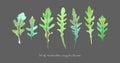 Vector set of watercolor arugula