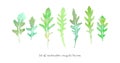 Vector set of watercolor arugula