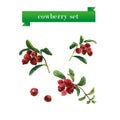 Vector set of watercolor cow berries on white background. Royalty Free Stock Photo