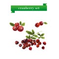 Vector set of watercolor cranberries