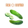 Vector set of watercolor cucumber elements