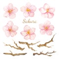 Vector Set watercolor elements. Collection sakura flowers and branches