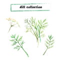 Vector set of watercolor fennel elements