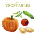 Vector set of watercolor fresh vegetables on white background. Royalty Free Stock Photo