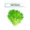 Vector set of watercolor leaf lettuce.