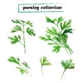 Vector set of watercolor parsley