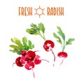 Vector set of watercolor radish