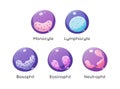 Vector set of white blood cells. Monocyte, Lymphocyte, Eosinophil, Neutrophil, Basophil