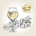Vector set of white wine collection. Engraved vintage style. Glass and sultana grape. Isolated on grunge background.