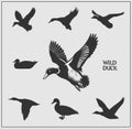 Vector set of wild ducks.