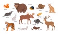 Vector set of wild forest animals: bear, beaver, elk, deer, badger. Illustration isolated on white Royalty Free Stock Photo