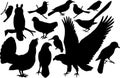 Vector set of woodland birds silhouettes Royalty Free Stock Photo