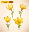 Vector set of yellow crocuses