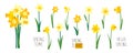 Vector set of yellow daffodils isolated on white background. Early spring garden flowers. Bouquet of narcissuses. Clip Royalty Free Stock Photo