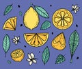 Vector set with yellow lemon and green leaves for summer design. Collection of juicy solar decorative elements. Fresh Royalty Free Stock Photo