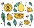 Vector set with yellow lemon and green leaves for summer design. Collection of juicy solar decorative elements. Fresh Royalty Free Stock Photo